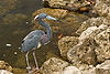 Tricolored Heron