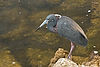 Tricolored Heron