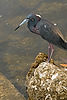 Tricolored Heron