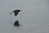 Reddish Egret