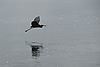 Reddish Egret