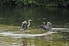 Great Blue Heron & Reddish Egret