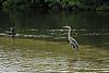 Double-Crested Cormorant & Reddish Egret