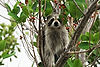 Raccoon Eating Figs