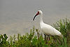 White Ibis