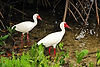 White Ibis