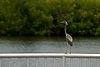 Tricolored Heron