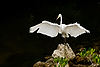 Great Egret