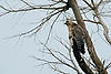 Red-Shouldered Hawk