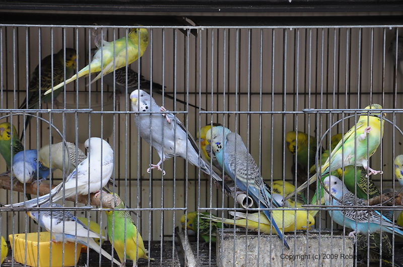 DSC_0044.JPG
