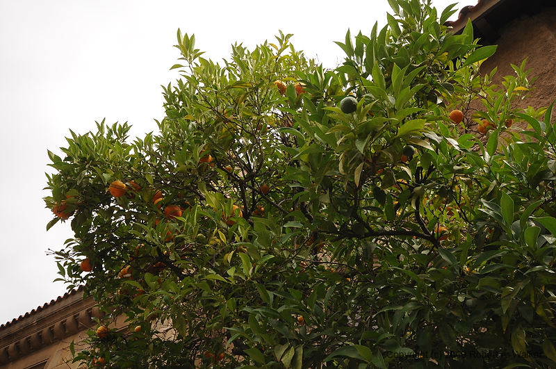 DSC_0318.JPG