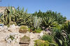 Jardin Exotique (Exotic Garden)