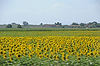 Sunflowers on Road from Lucca to Pisa