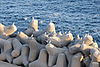 Civitavecchia Harbor