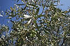 Olive Tree