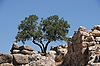 Mycenae