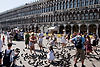 Feeding Pigeons in Piazza San Marco (St Mark's Square)