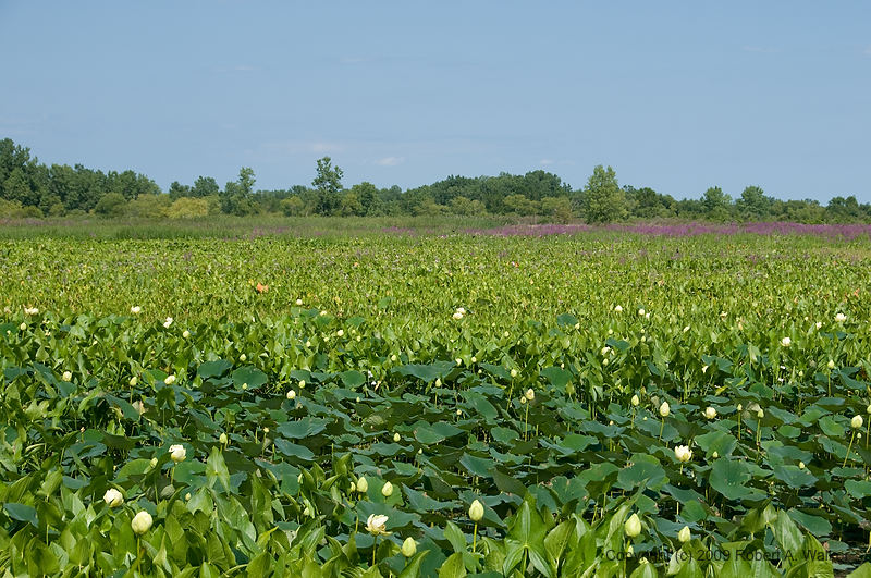 DSC_3481.jpg
