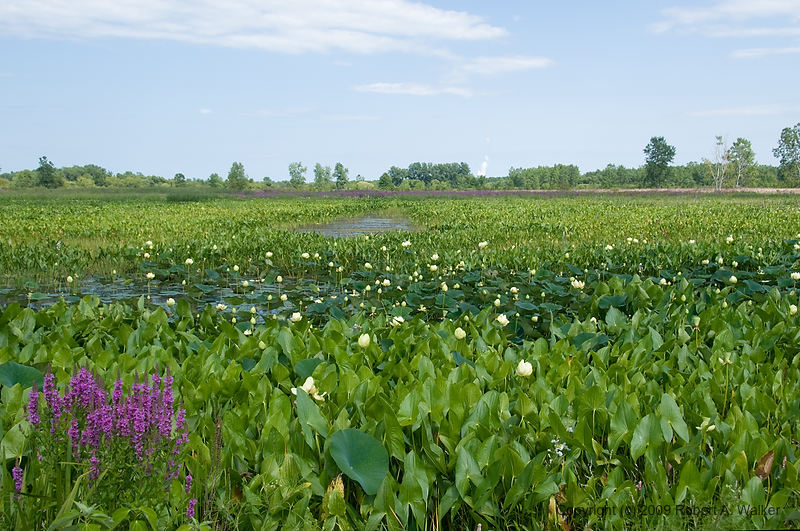 DSC_3489.jpg