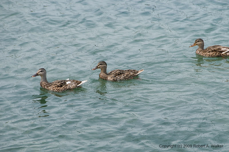 DSC_3655.jpg