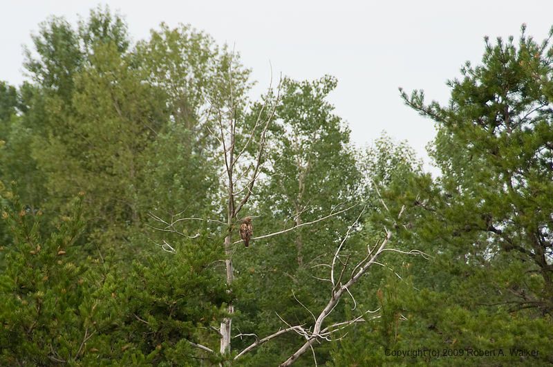 DSC_3752.jpg