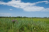 Ottawa National Wildlife Refuge
