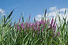 Ottawa National Wildlife Refuge