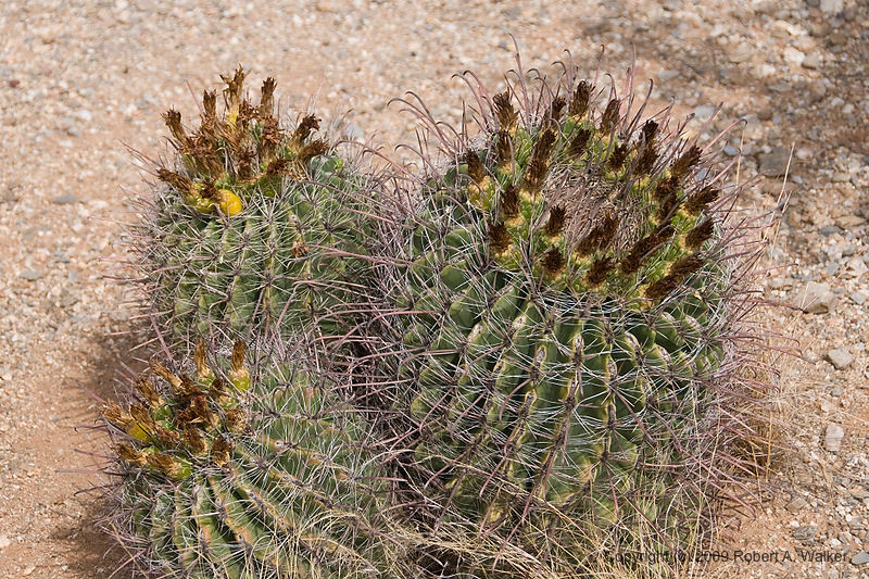 DSC_3923.jpg