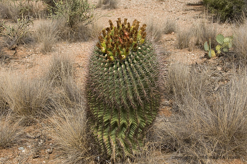 DSC_3957.jpg