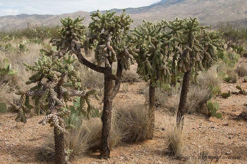 DSC_3962.jpg