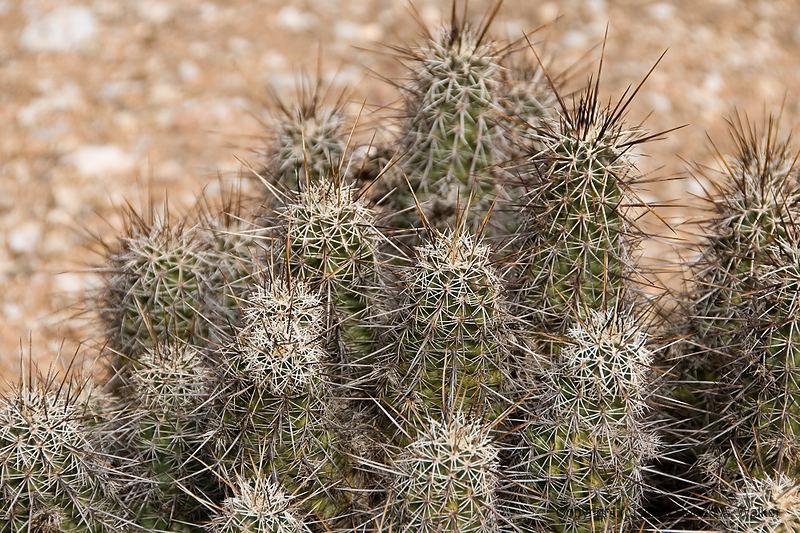 DSC_4008.jpg