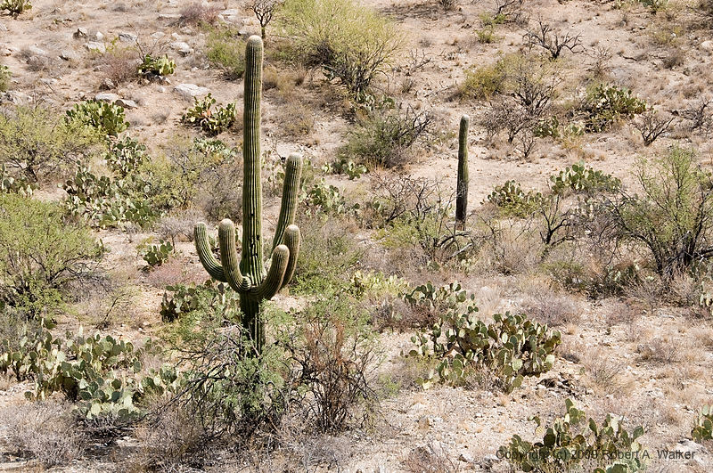 DSC_4025.jpg