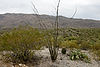 Ocotillo Cactus
