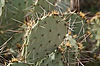 Englemann's Prickly Pear Cactus