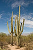 Saguaro Cacti