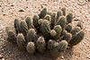 Hedgehog Cactus