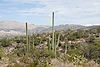 Along Cactus Forest Loop Drive