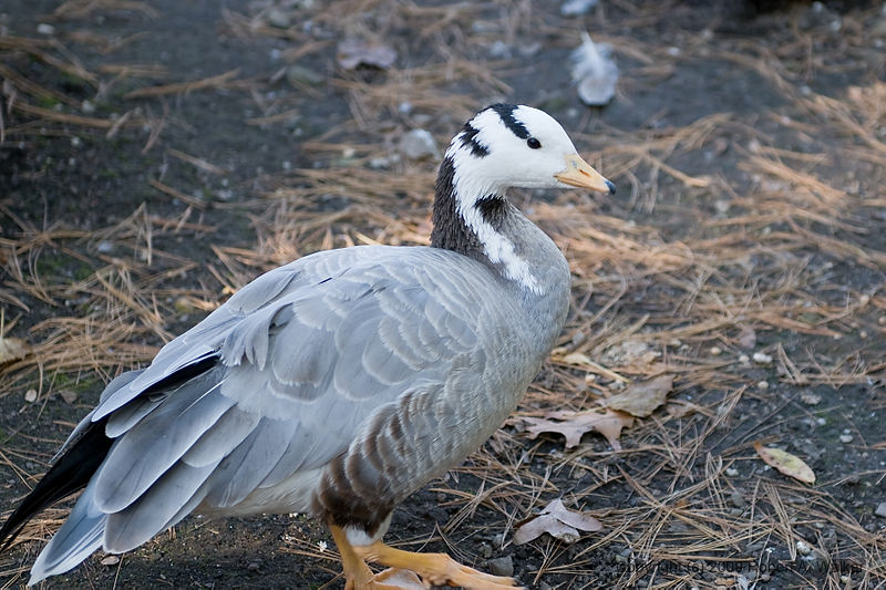 DSC_0172.jpg