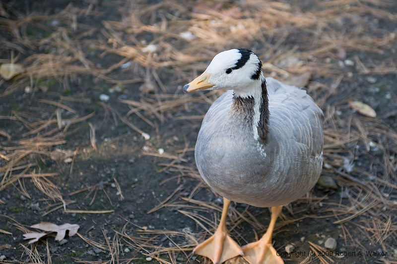 DSC_0175.jpg