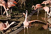 Chilean Flamingos