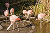 Chilean Flamingos