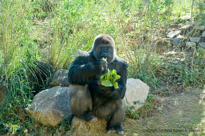DSC_0347.jpg