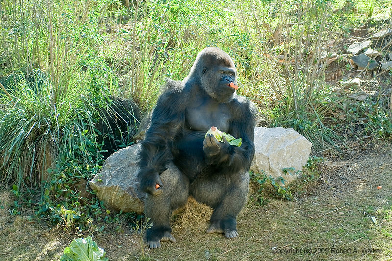 DSC_0353.jpg