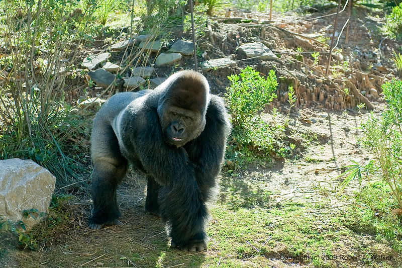 DSC_0371.jpg