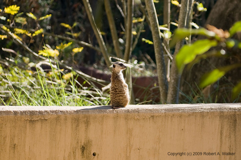 DSC_0515.jpg