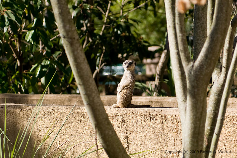 DSC_0516.jpg