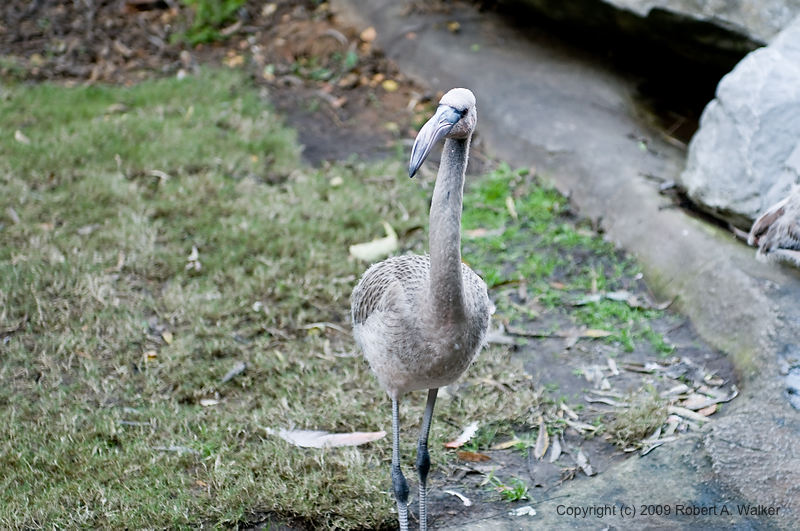 DSC_0595.jpg