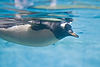 Gentoo Penguin