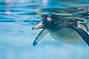 Gentoo Penguin