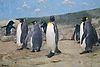 King Penguins